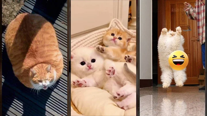 Video 11527301: cats compilation, loud funny cat, clean funny cat, funnycats