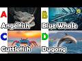ABC Sea Animals song | Learn Alphabets | English and Animals for Kids | #anglerfish