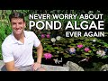 Algae in Koi Ponds, Learn this lesson & have a clear water garden for life! Jennings Brower explains