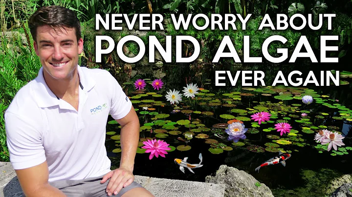 Algae in Koi Ponds, Learn this lesson & have a clear water garden for life! Get Rid of Pond Algae!
