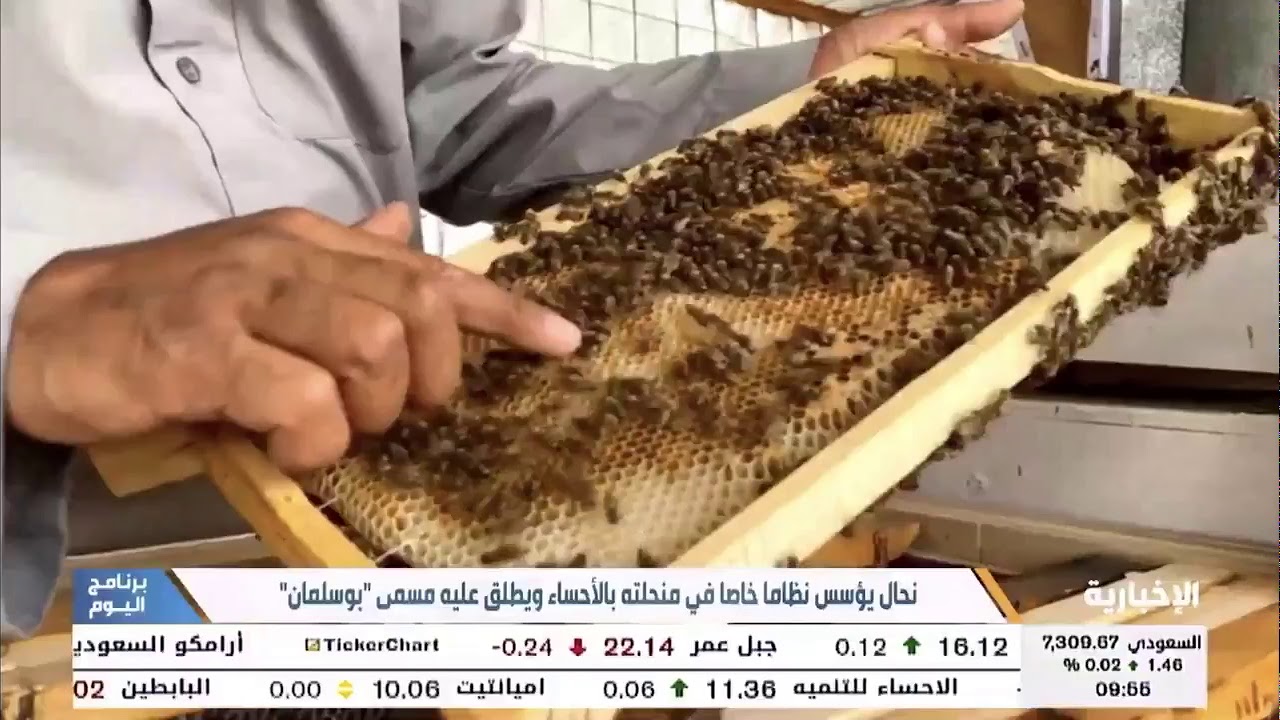 نحال يؤسس نظاما في منحلته بـ #الأحساء ويطلق عليه مسمى 