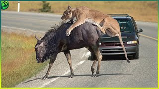 13 Unbelievable Encounters with Wild Animals on Road