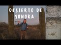 Desierto de Sonora | serpientes de cascabel | Sidewinder | Western Diamond-back Rattlesnake