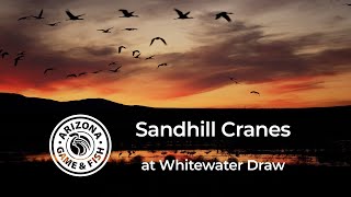 Sandhill Cranes at Whitewater Draw (January 26, 2024) by Arizona Game And Fish 2,944 views 3 months ago 2 minutes, 9 seconds