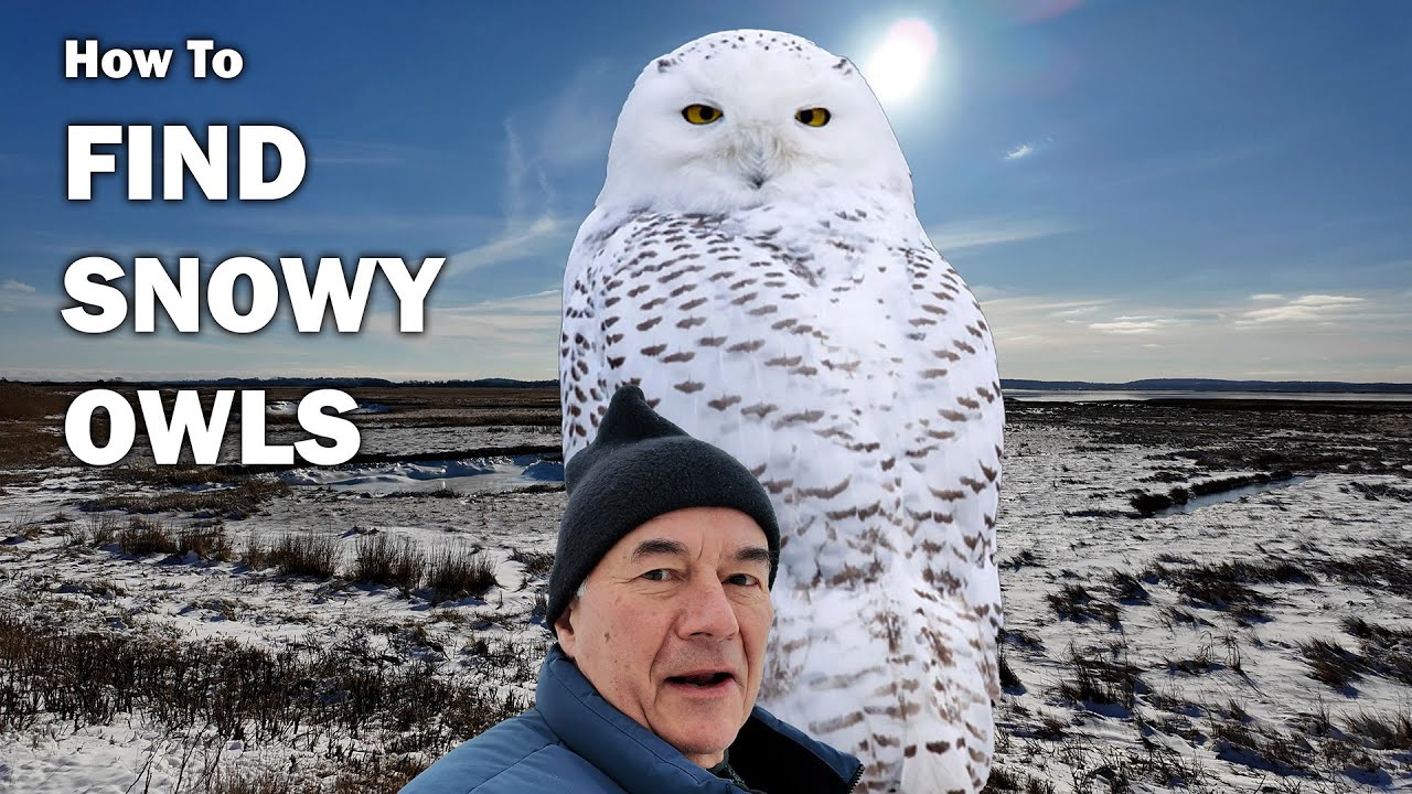 How To Find SNOWY OWLS