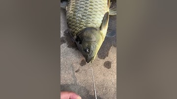 4 Bí Mật Về Cây Gỡ Lưỡi Siêu Tốc Mà Người Câu Cá Nên Biết #fishing #shorts