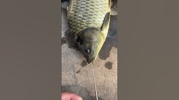 4 Bí Mật Về Cây Gỡ Lưỡi Siêu Tốc Mà Người Câu Cá Nên Biết #fishing #shorts