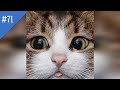 #71 FUNNY PETS / СМЕШНЫЕ ВИДЕО 2021 / Я РЖАЛ ПОЛЧАСА / СМЕШНЫЕ ЖИВОТНЫЕ