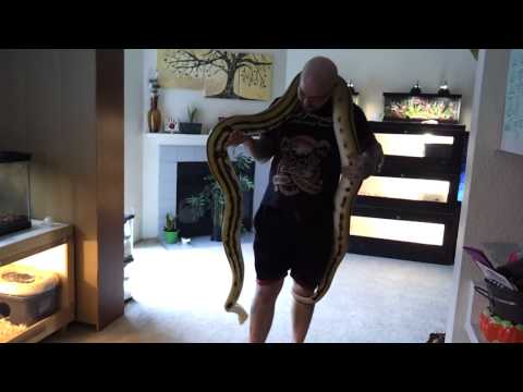 Meet our Big Snake a Super Tiger Retic-