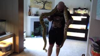 Meet our Big Snake a Super Tiger Retic-