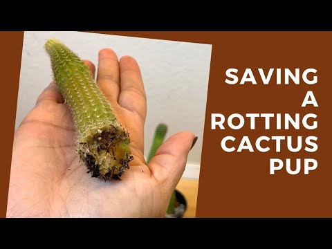 Saving a Rotting Cactus Pup + Care Tips