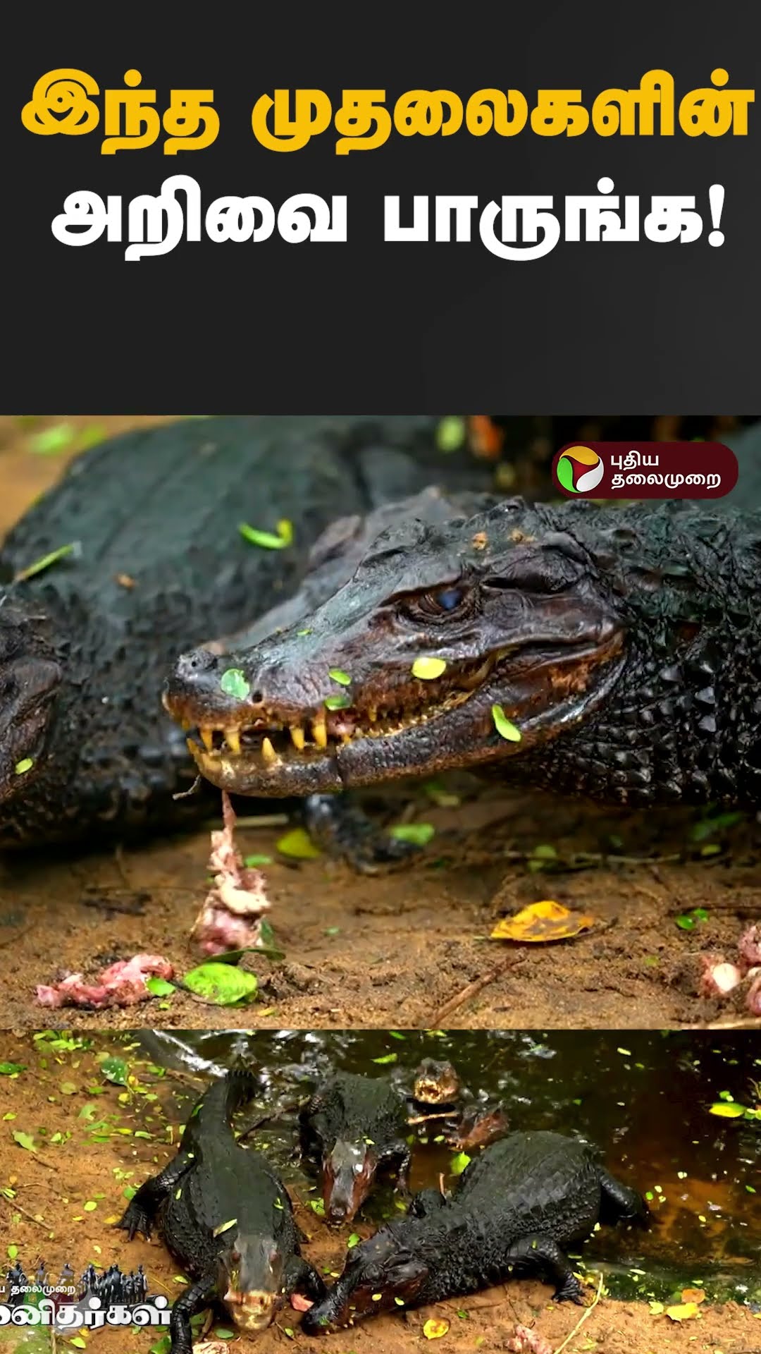 இந்த முதலைகளின் அறிவை பாருங்க! #Shorts #crocodile