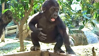 生後379日〜キンタロウ日記 31⭐️ゴリラ gorilla【京都市動物園】Baby gorilla Kintaro Diary 31