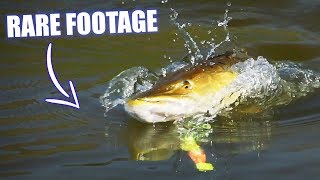 BEST PIKE ATTACKS  Surface Takes!