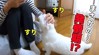 発情期になり兄よりも妹が好きになってしまった飼い猫…！