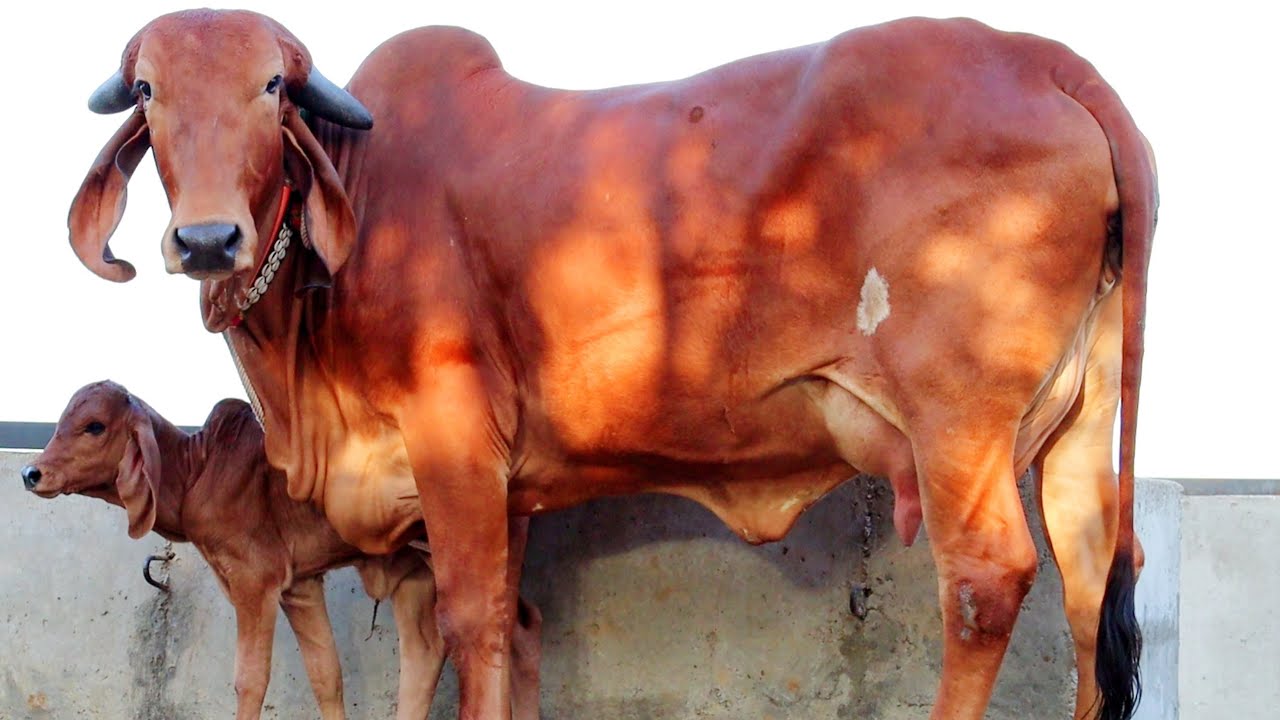 Gir Cow with Gir Female Calf 👍 Available For Sale at Parwala Bhavnagar ...
