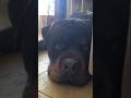 #rottweiler #rottweilerpuppy #rottweilerdog #shorts #shortvideo #diy #chien #dog #dogshorts