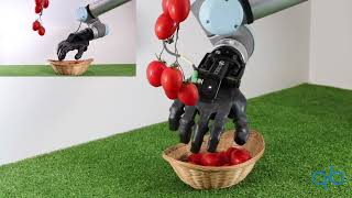 Food grasp: the qb SoftHand Industry for picking small tomatoes