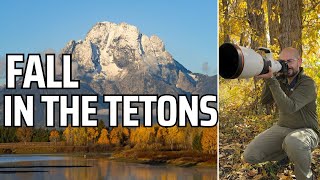 Photographing Fall Wildlife in Grand Teton National Park