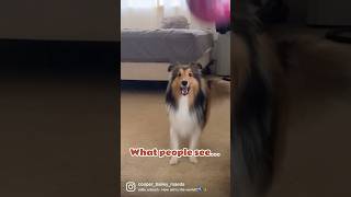 Bailey’s SHORTS  What people see… #shetlandsheepdog #shetlandsheepdogpuppy #sheltie #sheltiepuppy