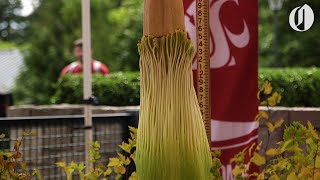 Rare, stinky corpse flower about to bloom