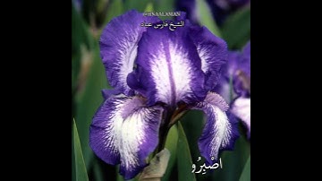 حالات واتساب الشيخ فارس عباد تلاوه خاشعه أواخر سورة آل عمران ❤️
