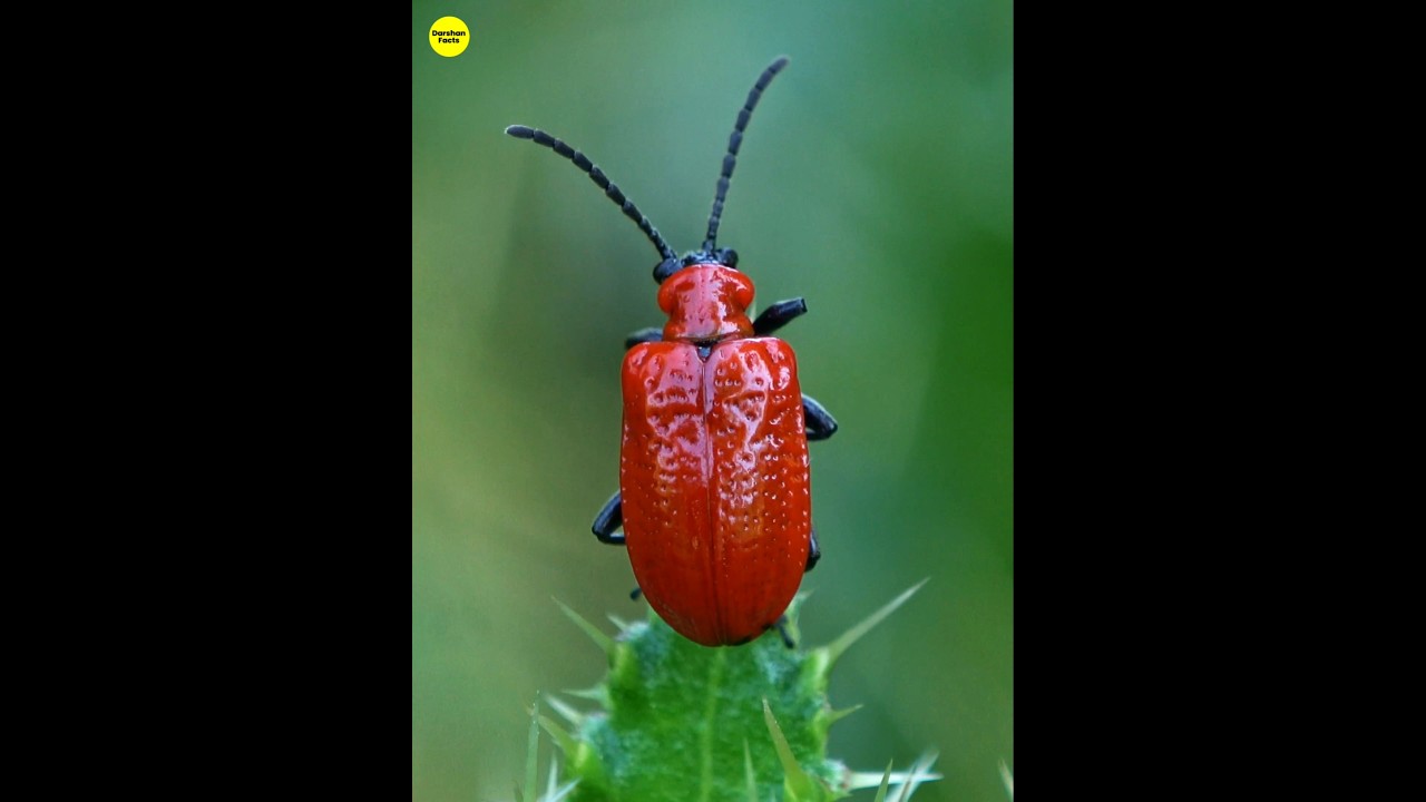 Simple Bug Can Make You Rich 😱