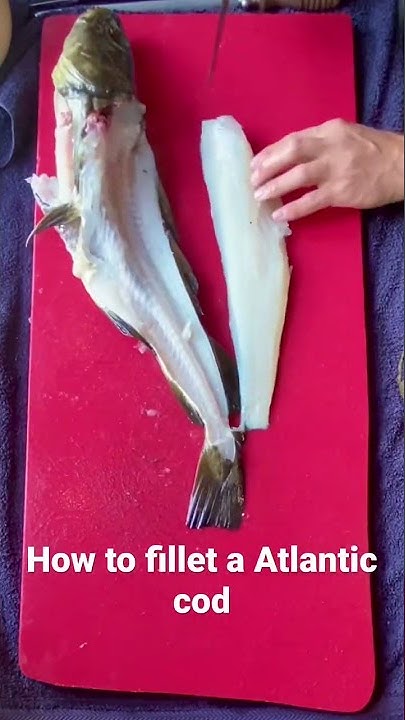 How to fillet an Atlantic cod #filleting #spearfishing #freediving #cod ...