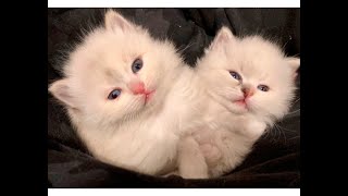 Magic Siberians 'Hypoallergenic' kittens & Cats Luna & Update