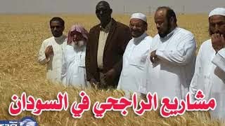 حصاد مشروع الراجحي لإنتاج القمح بالسودان  _ 100 الف فدان