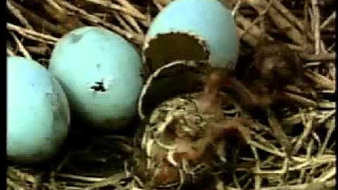 Fire Ants Attacking A Newly Hatched Bird