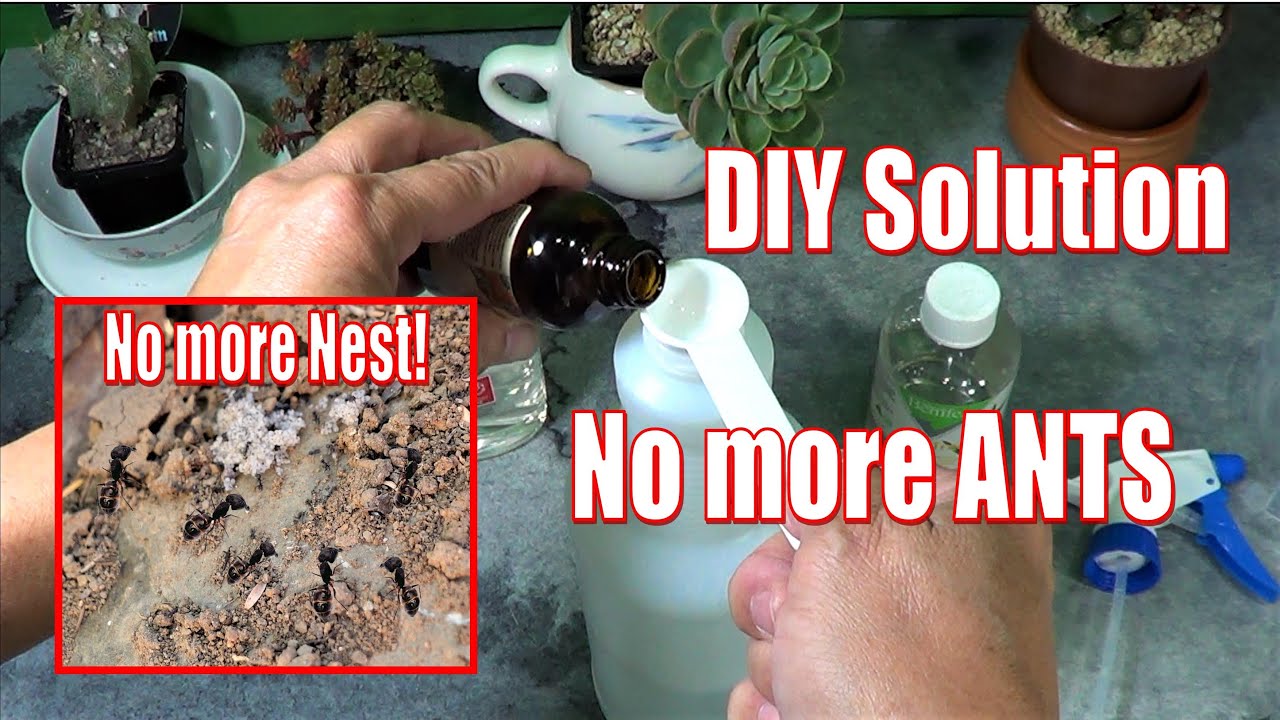 Get Rid Of ANTS In Your Succulent Garden Growing Succulents with LizK