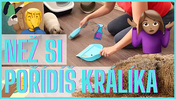 Jaké je chování zakrslého králíka?