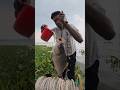 Fishing with Muddy waters 3Kj katla fish bait #fishing #amazingfishing #creativesurvival