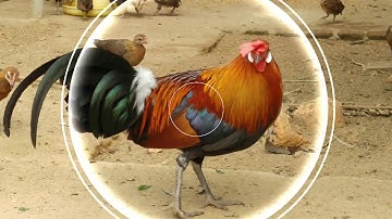 Quá trình thay lông của gà rừng rặc - Jungle chickens - 0977057088
