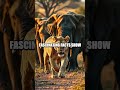 Mane to Tide Wonders: Lions Hunt Elephants and Riverborn Delights