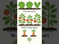 Beginner-Friendly Plant Spacing 101