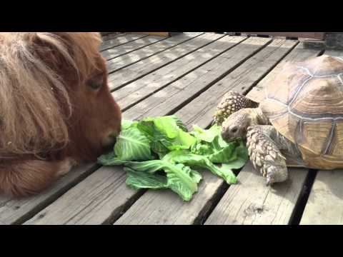 This Puppy, Tortoise, And Mini-Pony Hanging Out Are Your New Squad Goals