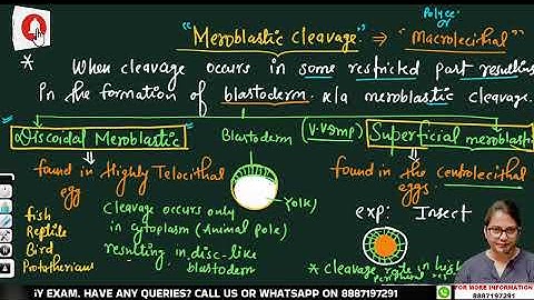 TYPES OF CLEAVAGE II BY ANJU MA