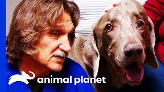 What Is This Strange Lump On Max's Head? | Dr. Jeff: Rocky Mountain Vet