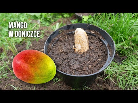 Wideo: Jak sadzić nasiona mango (ze zdjęciami)