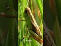 Latvian for Children: Insects . Latviešu valoda bērniem: Kukaiņi #shorts