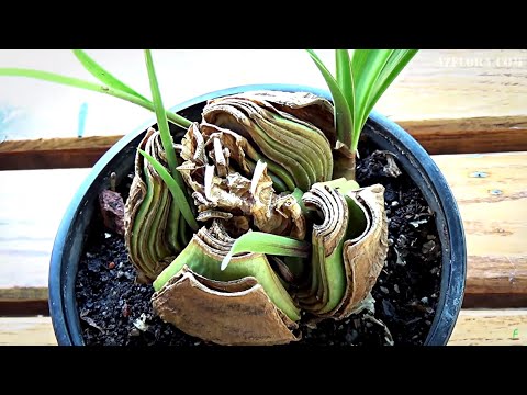 Видео: Вътрешно цвете Hippeastrum: домашни грижи