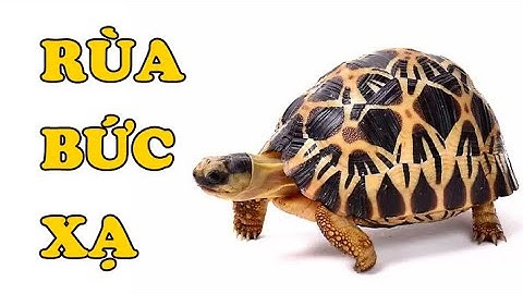 Tìm hiểu về rùa Bức xạ | Loài rùa có bộ mai đẹp nhất | Hoàng Long Family