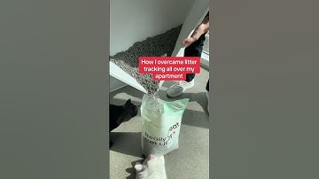 How I overcame litter tracking ALL OVER my apartment.