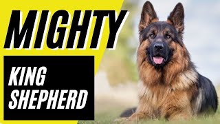 KING SHEPHERD  7 things you didn't know about King Shepherds