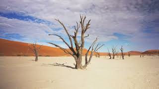Petrified acacia trees standing in white clay pan of Sossusvlei against backdrop of towering orange
