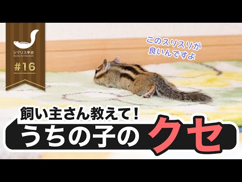 第16回シマリス学会/うちの子、こんなクセあるんです！