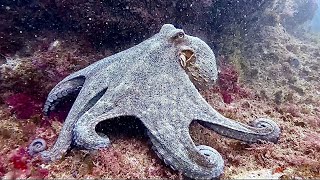 Monster Octopus in Sesimbra Portugal Diving