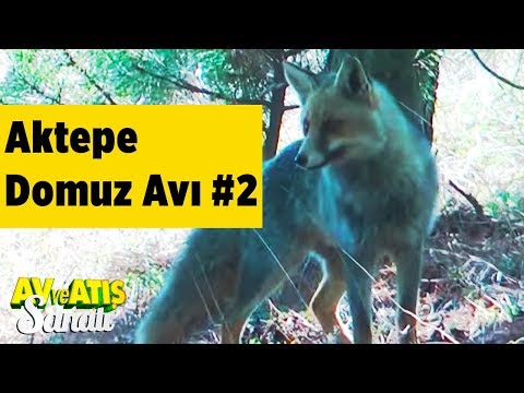 Aktepe Domuz Avı 2 Av ve Atış Sanatı  Yaban Tv - Mehmet Şahmaran  Wildboar Hunting